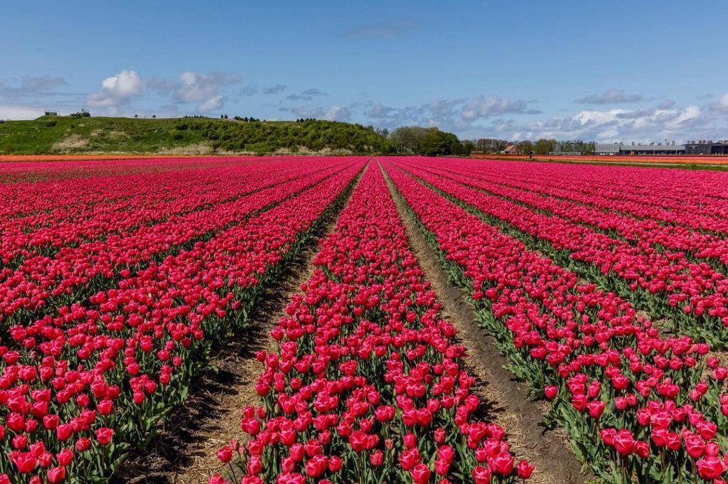 Парк цветов в Голландии Кекенхоф