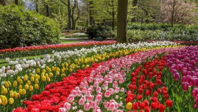 парк цветов в голландии кекенхоф