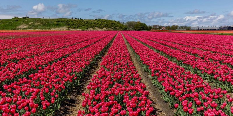 поля розовых тюльпанов