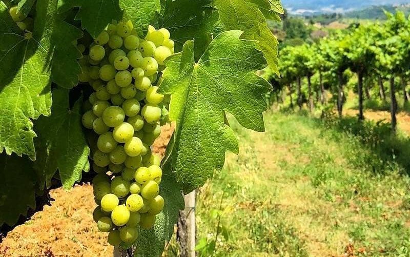 vinogradniki-v-toscane